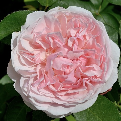 Сейнт Суитун в Краснодаре