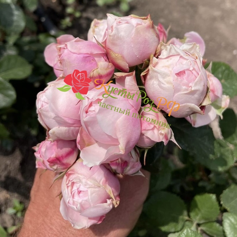 Сильва Пинк (SILVA PINK) в Краснодаре